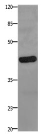 PTGER2 Antibody