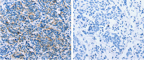 CLDN4 Antibody