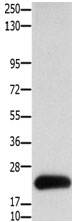 CLDN4 Antibody