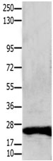 CLDN1 Antibody