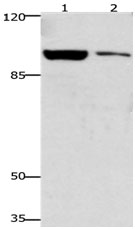 GSN Antibody