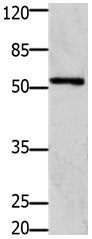 GFRA1 Antibody