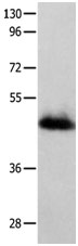 GFRA2 Antibody