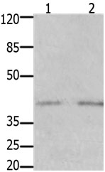 GFRA3 Antibody