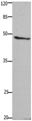 GHSR Antibody