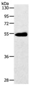 SLC2A3 Antibody