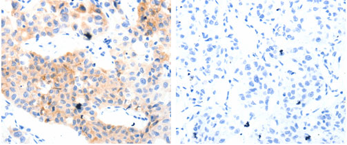 GPR3  Antibody