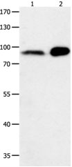 HCN1 Antibody