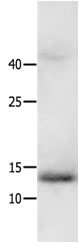 HMGA2 Antibody