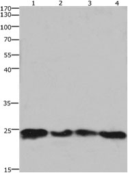 HMGB3 Antibody