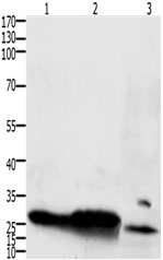 IL15RA Antibody