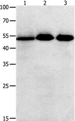 KLF5 Antibody