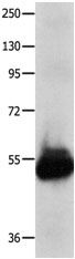 KCNA1 Antibody