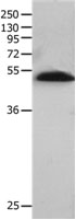 BPIFB2 Antibody