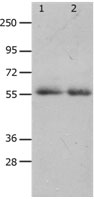 MMP17 Antibody