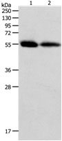 MMP11 Antibody