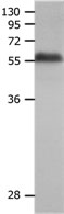 MMP19 Antibody