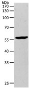 MMP27 Antibody