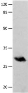 POMC Antibody