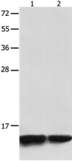 MYL9 Antibody