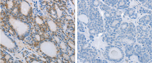 NCK2 Antibody