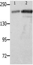 NPHS1 Antibody