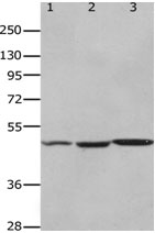 HCRTR2 Antibody