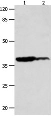 LPAR4 Antibody