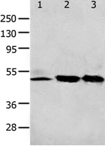 F2R Antibody