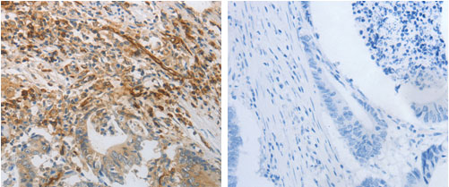 PECAM1 Antibody