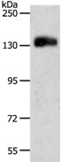 PECAM1 Antibody