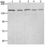 RAD50 Antibody