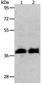 RNF126 Antibody