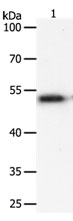 SOX1 Antibody