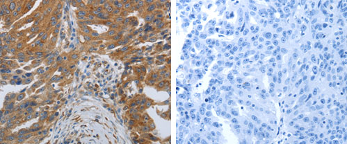 SPAG1 Antibody