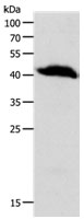 OPRL1 Antibody