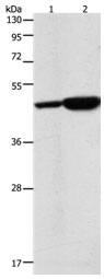 ENO2 Antibody