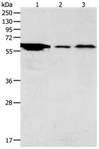 ADCYAP1R1 Antibody