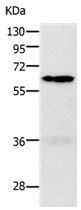 PAK1 Antibody - SAB | Signalway Antibody