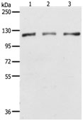 PARP1 Antibody