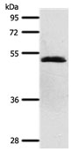 SCTR Antibody