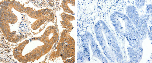 SLC32A1 Antibody