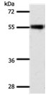 SLC32A1 Antibody