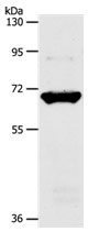 SLC33A1 Antibody