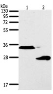 SFTPA1 Antibody