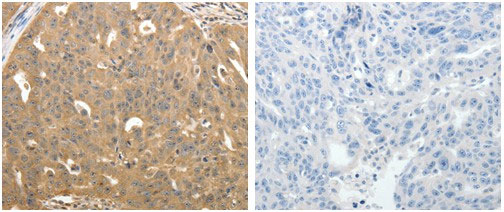 STX1A Antibody