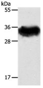 STX1A Antibody