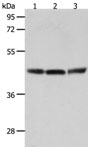 RXFP4 Antibody