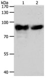 ACO2 Antibody