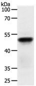 ACR Antibody